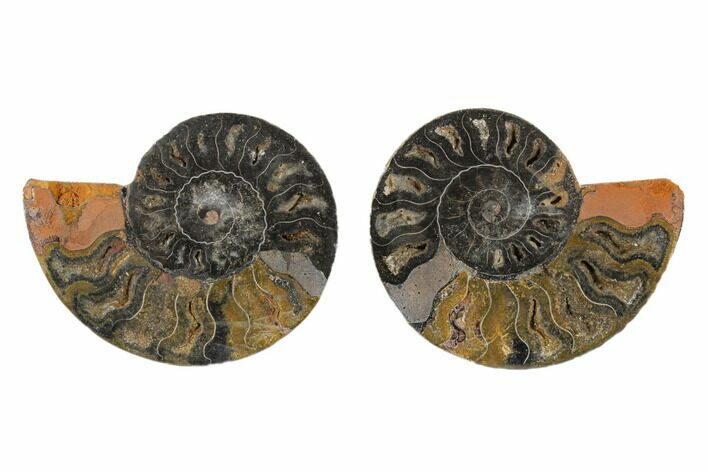 Cut/Polished Ammonite Fossil - Unusual Black Color #165634